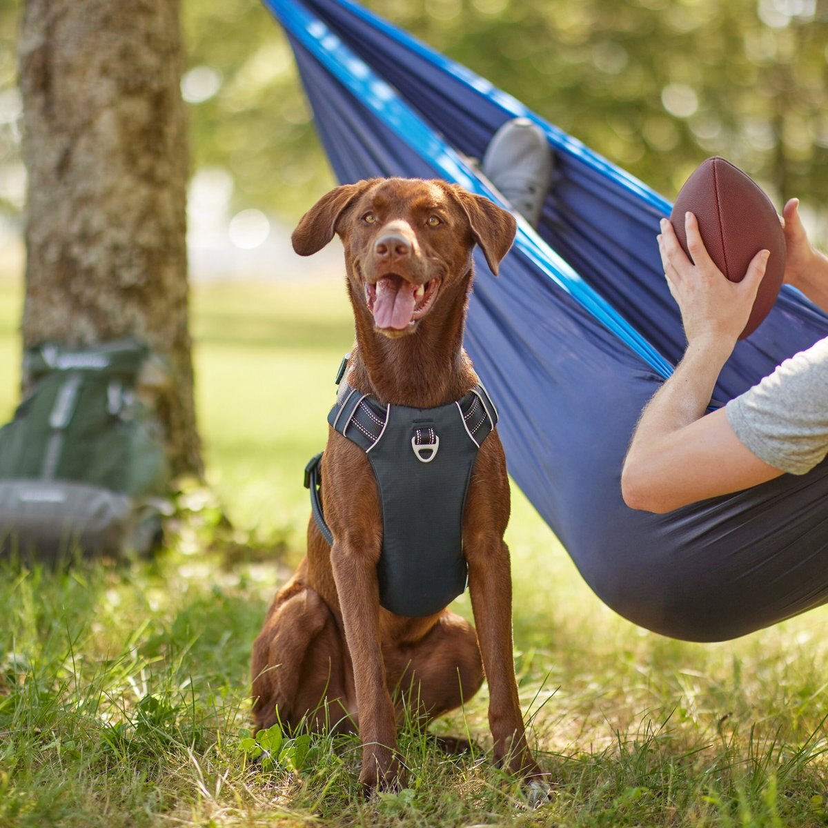 Frisco Outdoor Premium Ripstop Nylon Dog Harness with Pocket