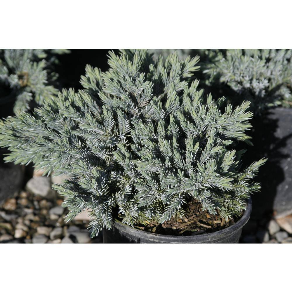 2.5 Qt. - Blue Star Juniper Live Shrub with Icy Blue Folliage 1000043060