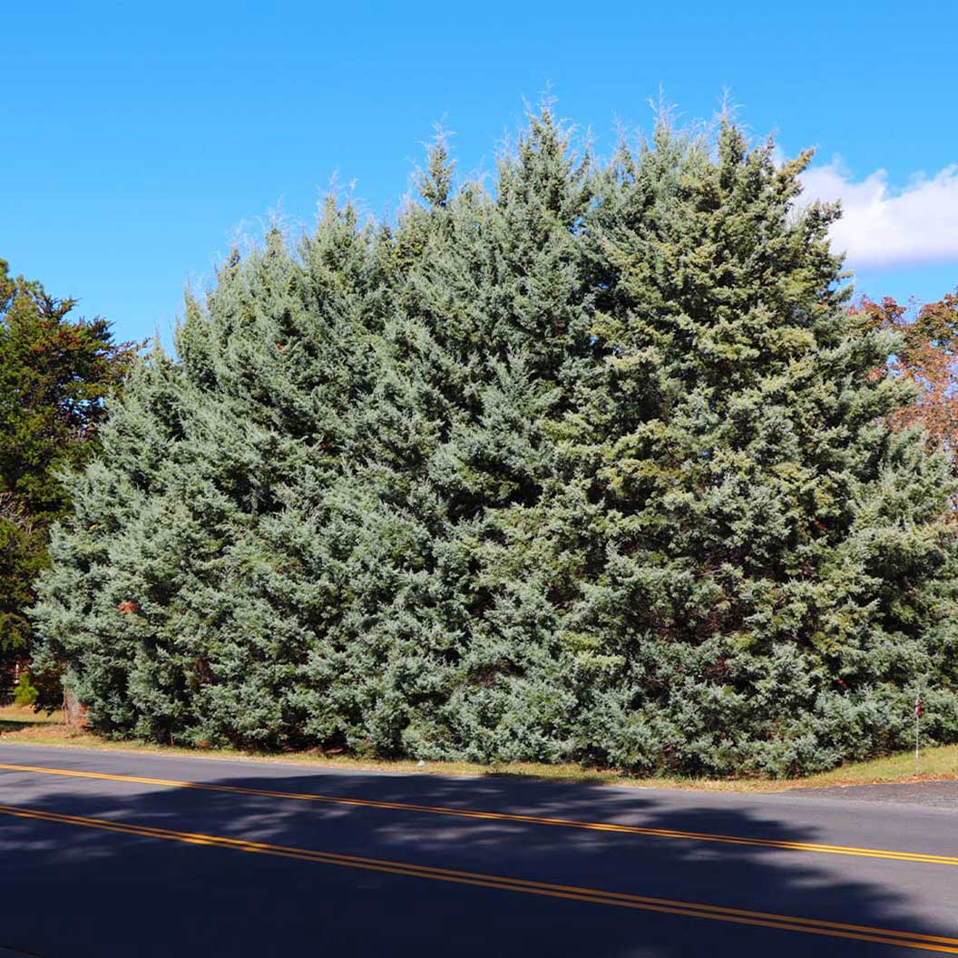 Drought-Tolerant Evergreen Tree