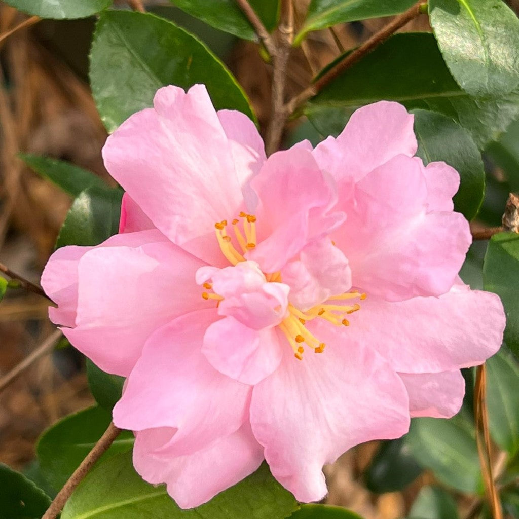 Camellia Pink Snow