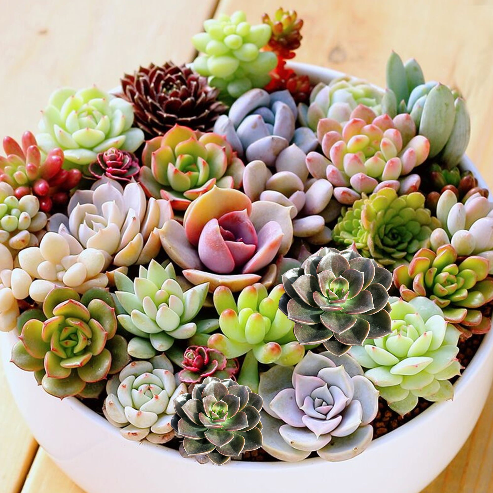 7-Pack Succulent Plants， 2