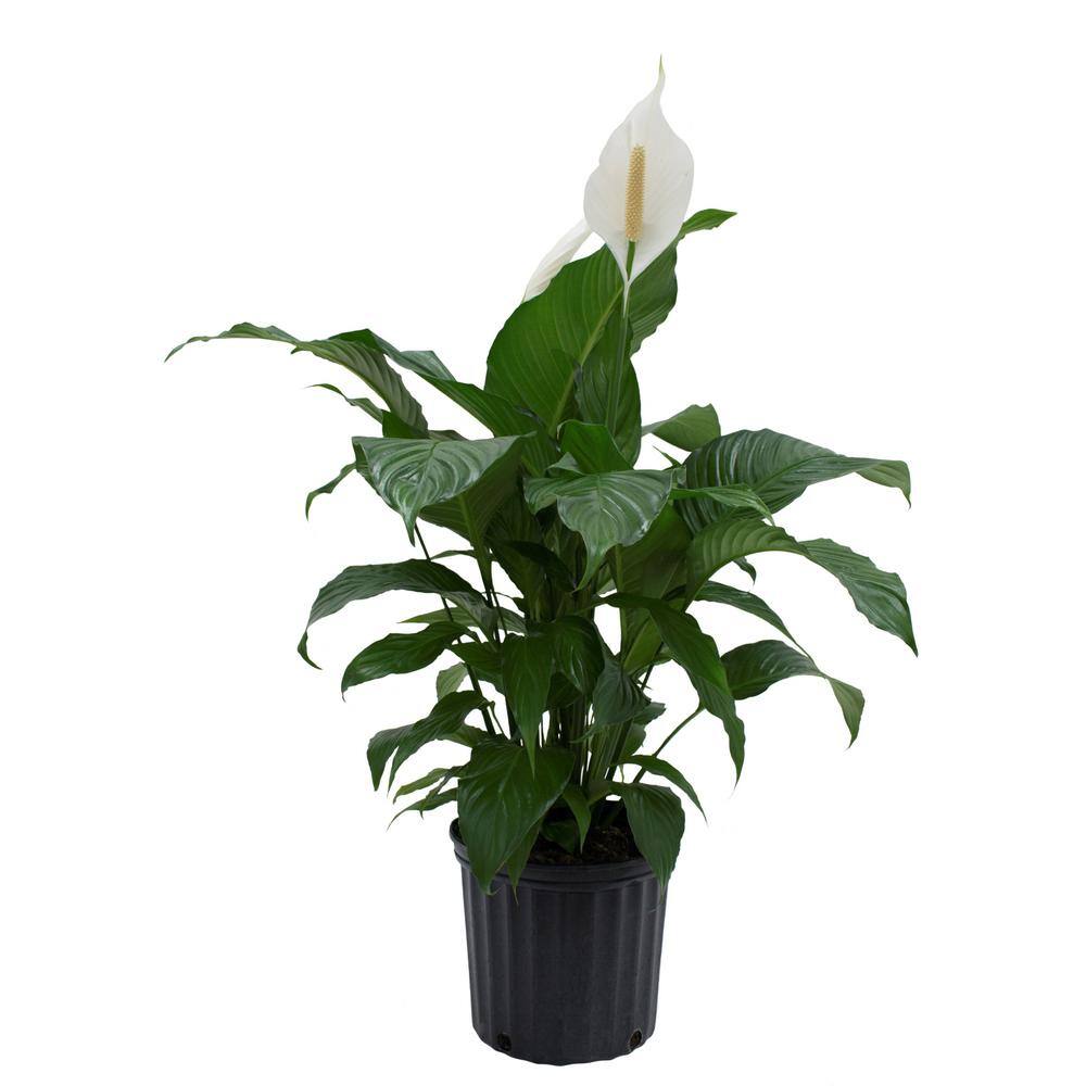 Costa Farms Spathiphyllum Sweet Pablo Indoor Peace Lily in 9.25 in. Grower Pot Avg. Shipping Height 2-3 ft. Tall 10SPATHSWEET