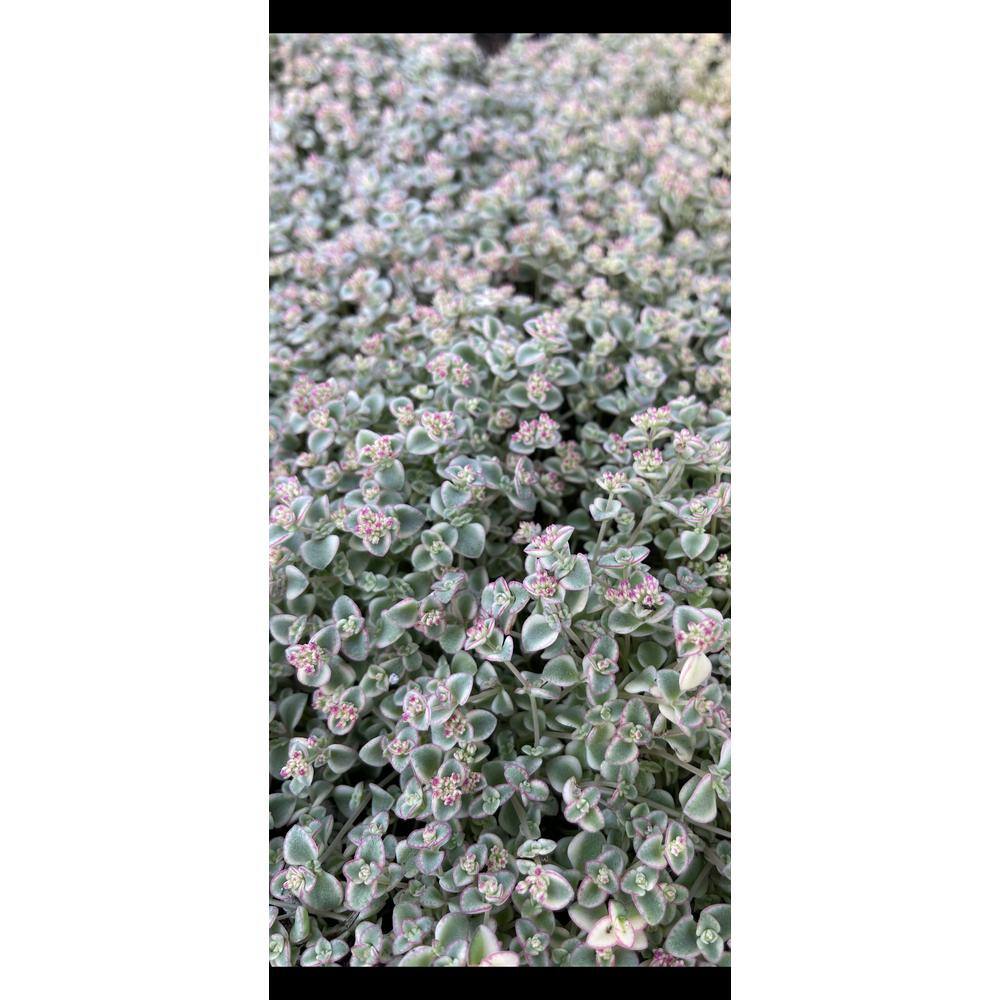 Cesicia 5-Piece Non-Fragrant Live Variegated Sedum Little Missy Planter Pet-Safe RichM814Cacti20