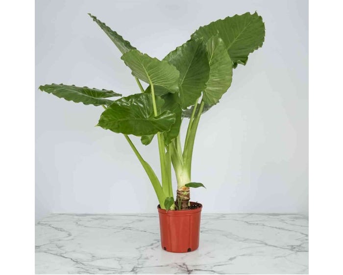 Capstone Plants Alocasia Borneo Giant 2G Pot