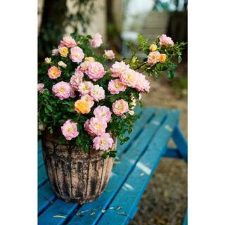 Perfect Plants 4-5 ft. Tall Tropic Snow Peach Tree Low Chill Hour White peach Variety THD00576