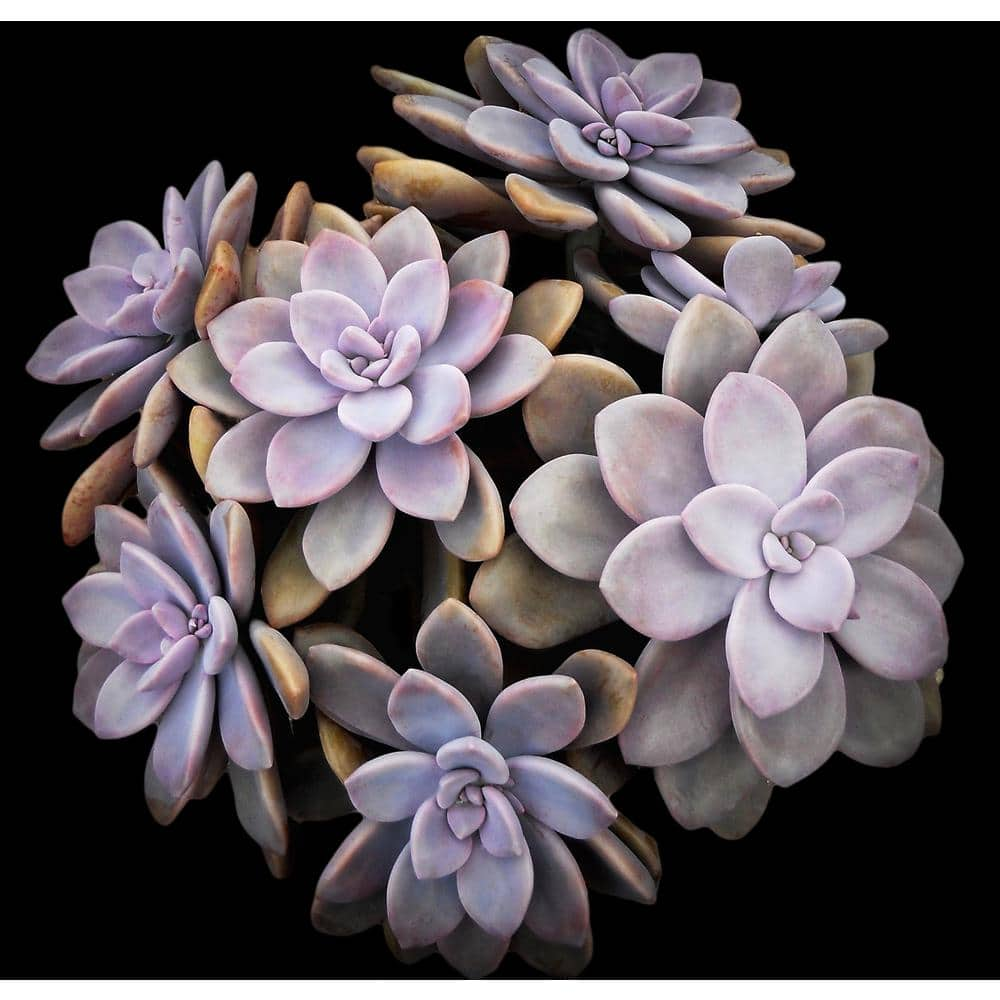 SMART PLANET 1 qt. Graptopetalum Assorted Succulents(4-Pack) 0872634