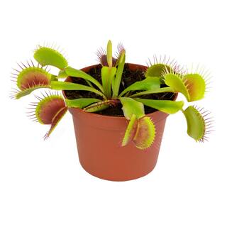 ALTMAN PLANTS 3 in. Venus Fly Trap 0881351