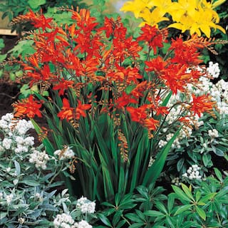 Breck's Crocosmia Lucifer Bulbs (5-Pack) 66891