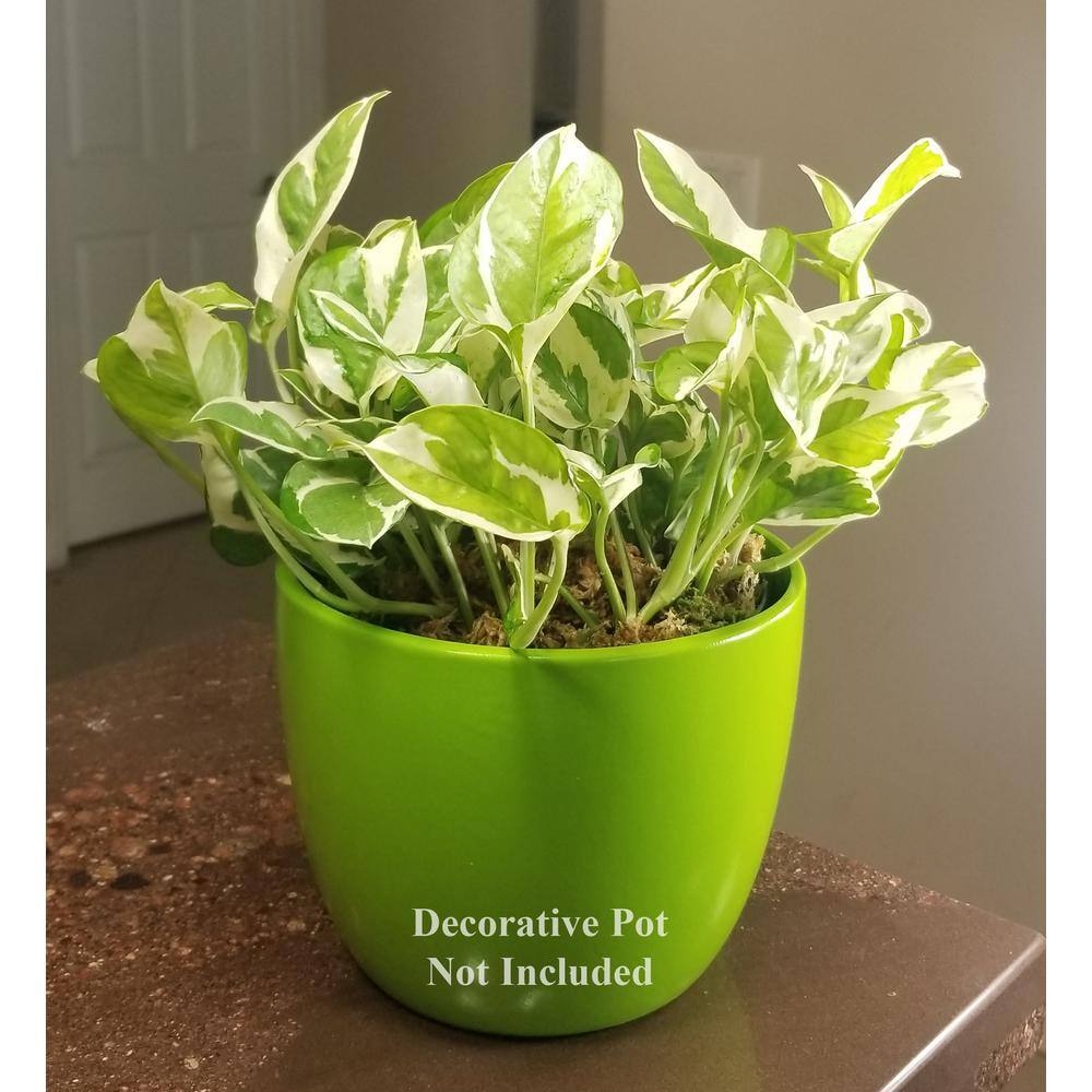 Pearl and Jade Pothos Plant in 6 in. Grower Pot PnJPoth006