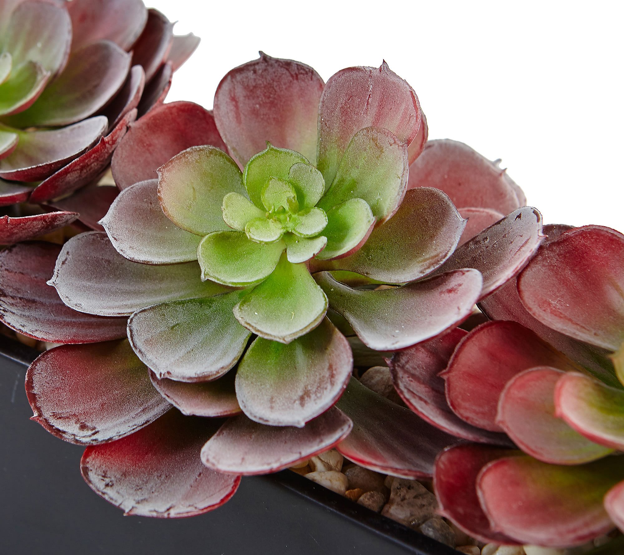 Echeveria Succulent in Rectangular Planter by Nearly Natural