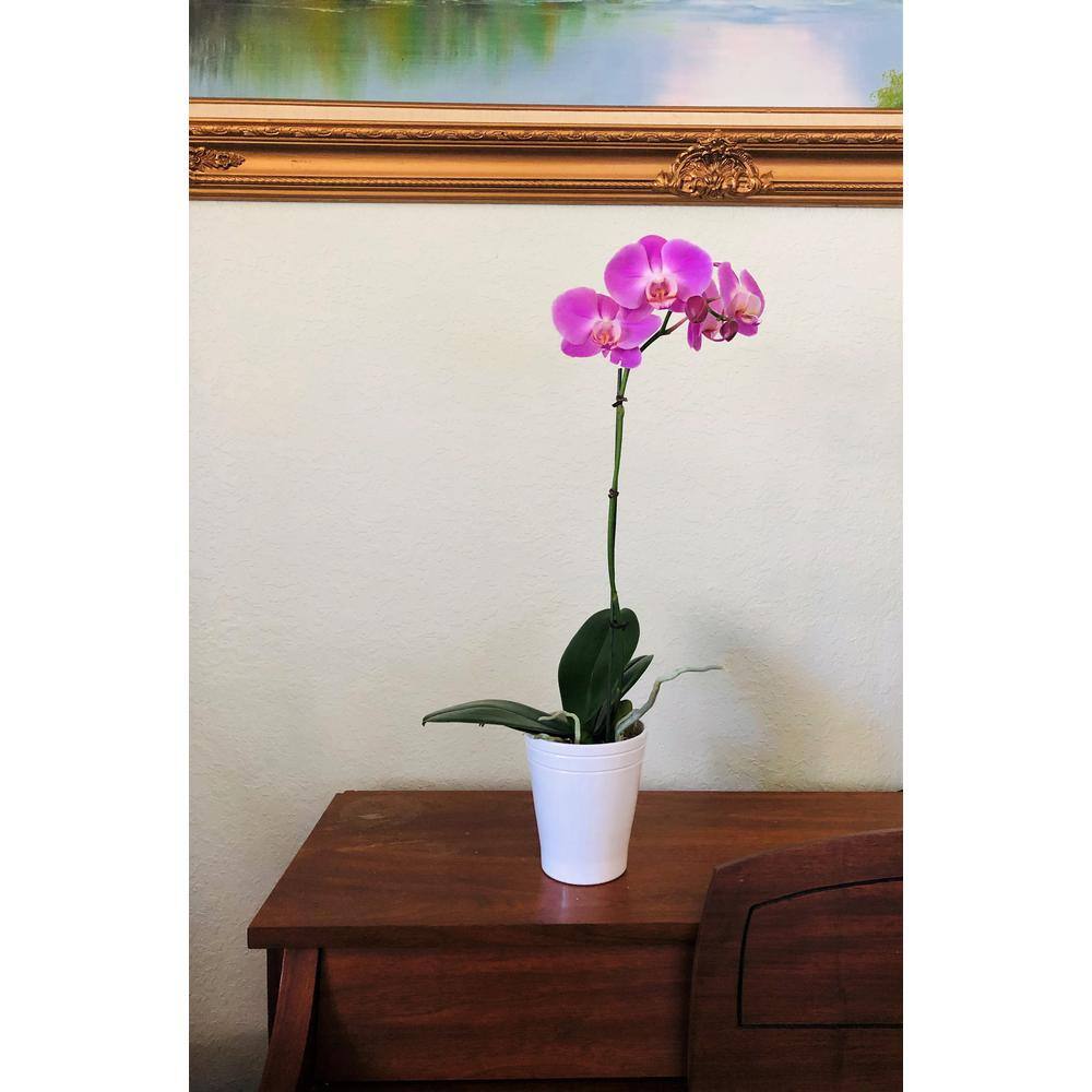 4 in. Phalaenopsis Orchid in Grower Pot PHAL4BLOOM