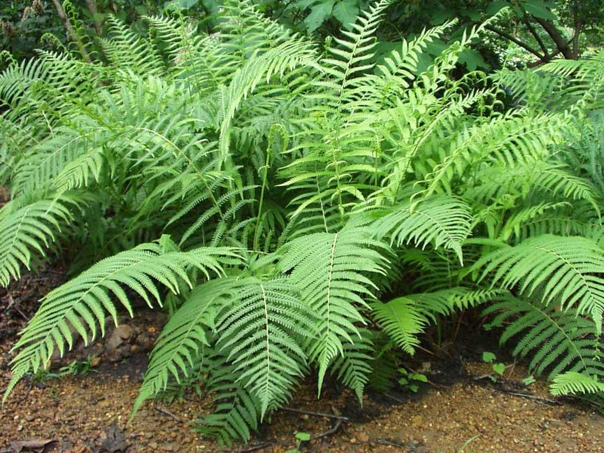 Classy Groundcovers - Southern Shield Fern Florida Shield Fern， Southern Wood Fern {25 Pots - 3 1/2 inch Square}