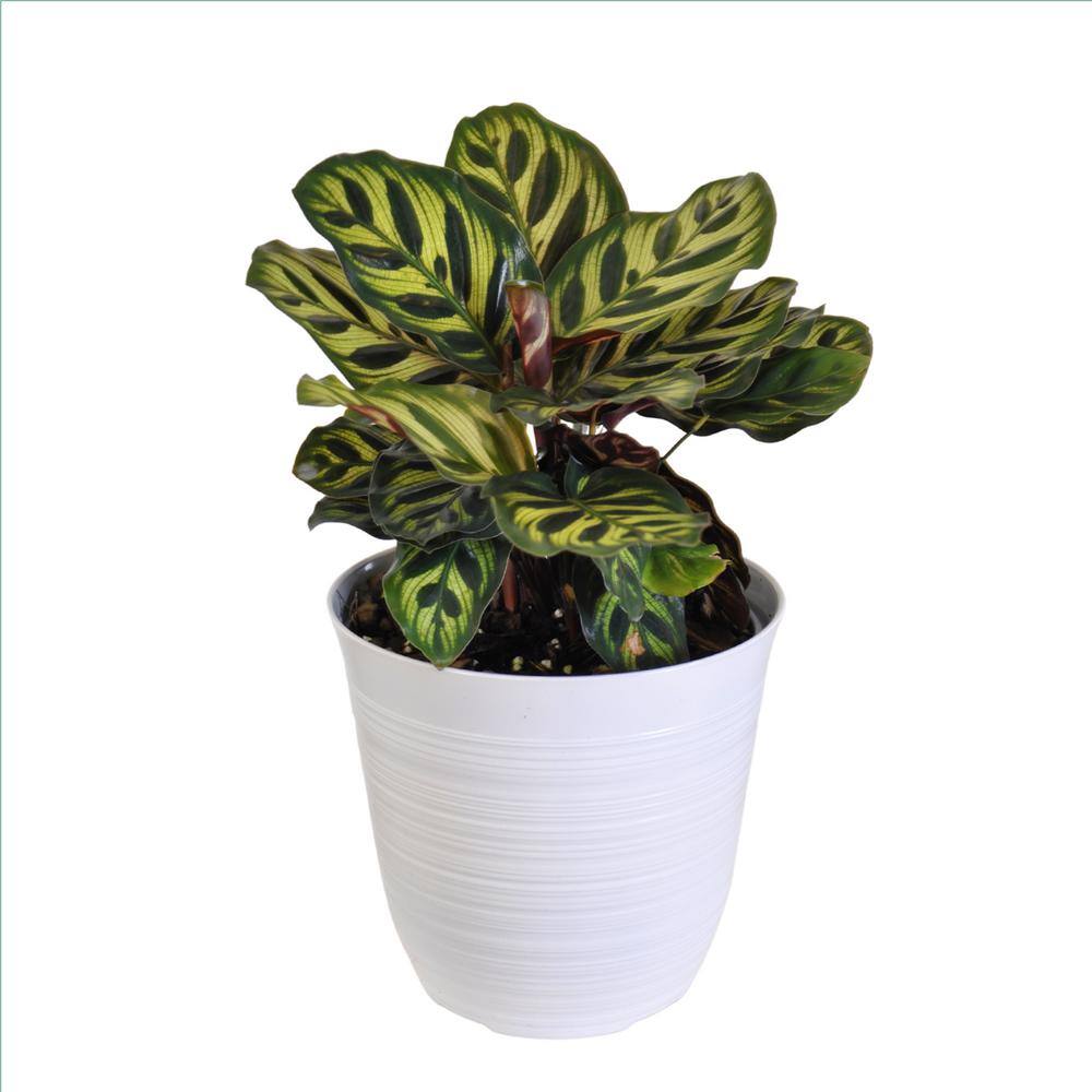 United Nursery Calathea Peacock in 6 inch White Decor Pot 06900