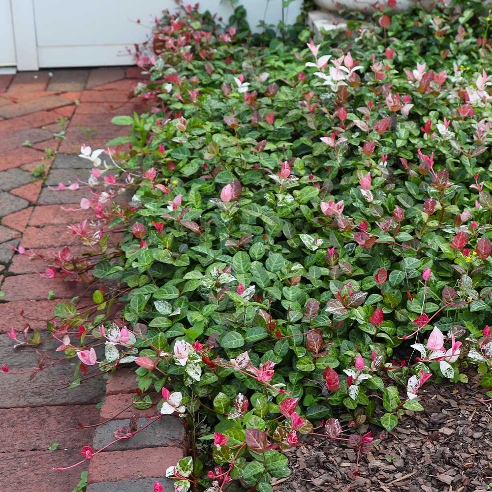 Snow-N-Summer™ Asiatic Jasmine Shrub