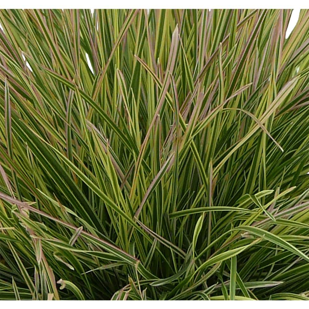 1.0 qt. Perennial Grass Deschampsia Northern Lights 1453