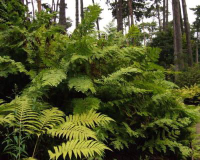 Classy Groundcovers - Royal Fern Flowering Fern {25 Pots - 3 1/2 inch Square}