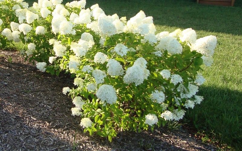 Dwarf Limelight Hydrangea