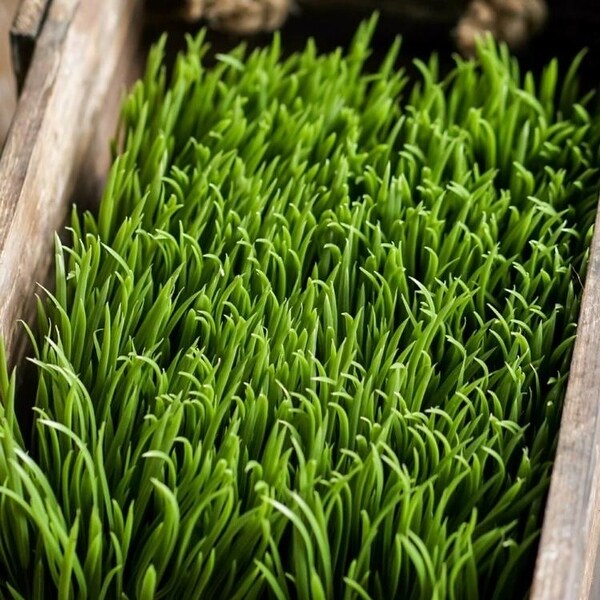 RusticReach Faux Grass in Black Pot