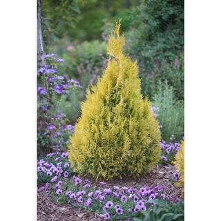 PROVEN WINNERS 1 Gal. Fluffy Western Arborvitae (Thuja) Live Evergreen Shrub THJPRC1066101