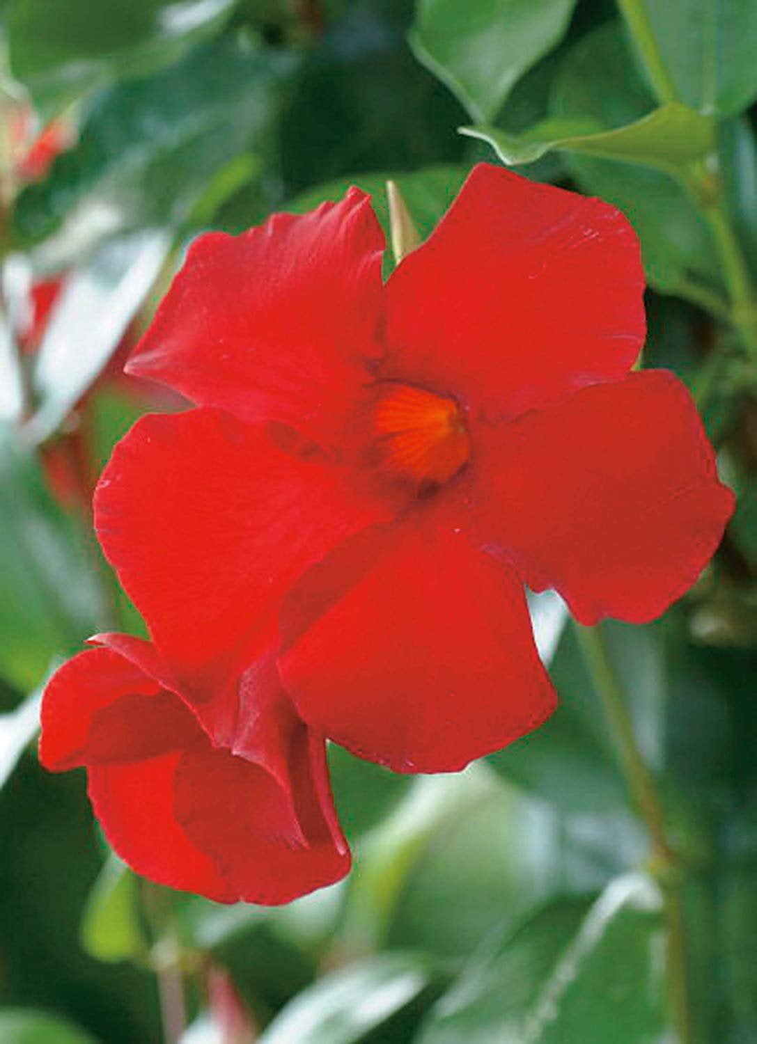 Mandevilla Tropical Plant， Giant Crimson Red Flower， Lot of 2 Starter Plants