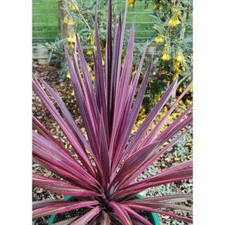 Perennial Grass Cordyline Paso Doble 2.5 qt. (2-Pack) 1218