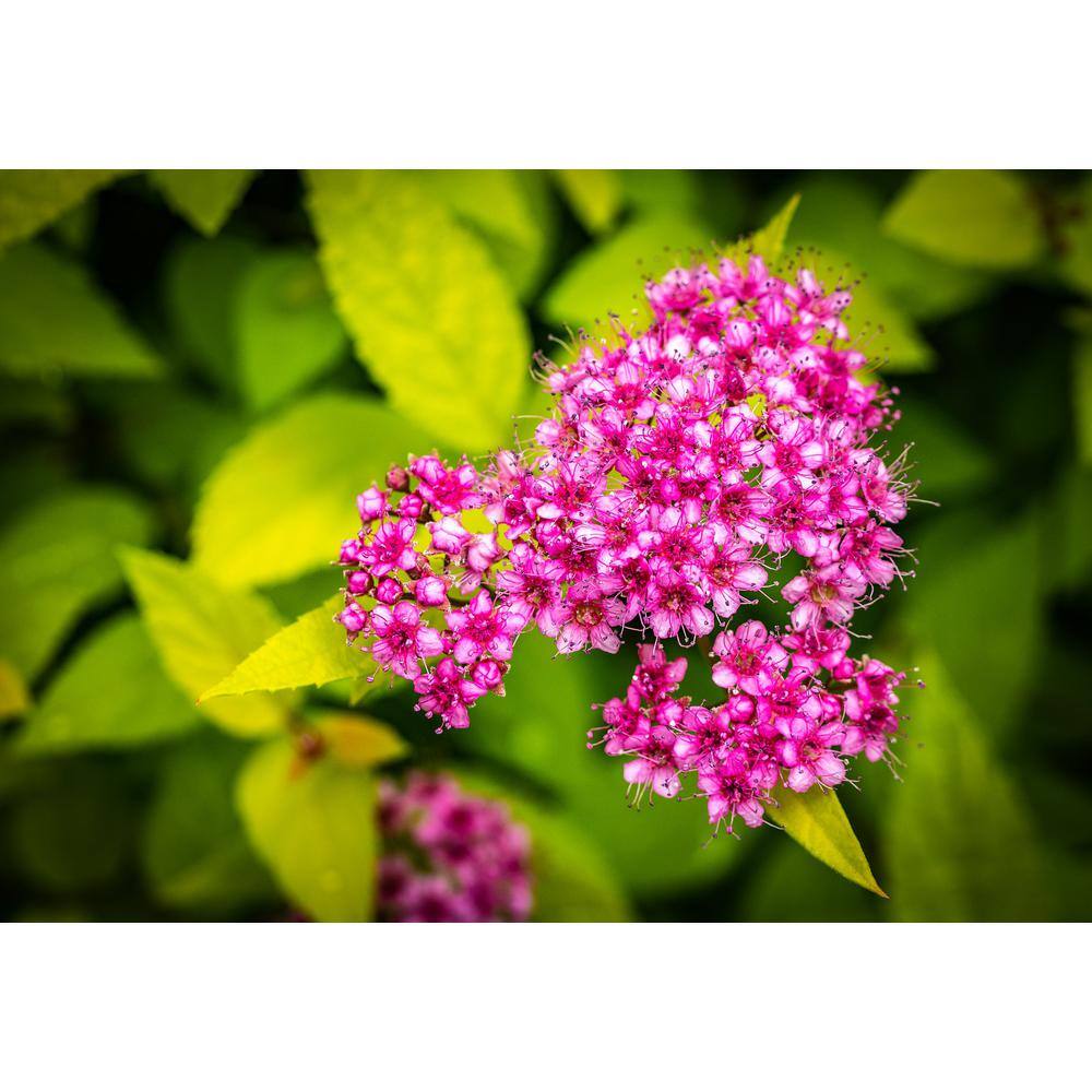 Online Orchards 1 Gal. Goldflame Spirea Shrub Neon Yellow Foliage Clashes Beautifully Against Bright Red Flowers SBSP001