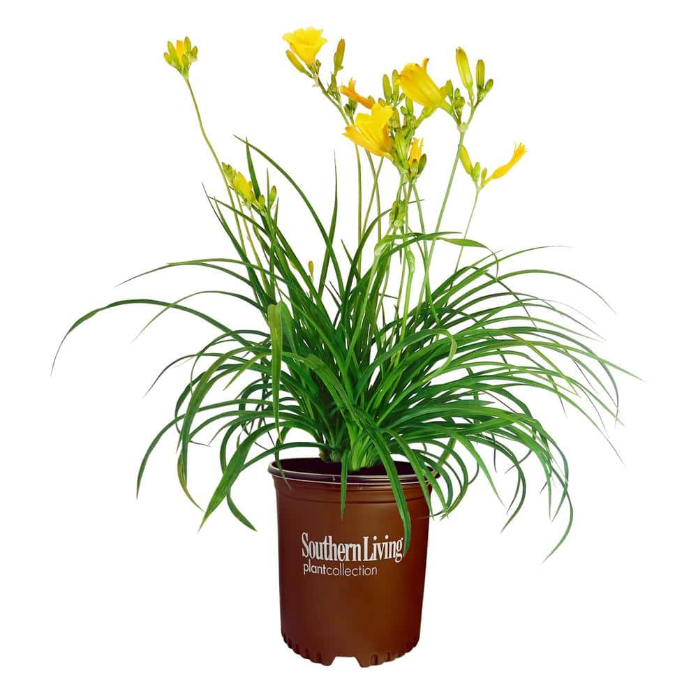 SOUTHERN LIVING 1 Gal. Evergreen Stella Daylily with Large Yellow Flowers 15030