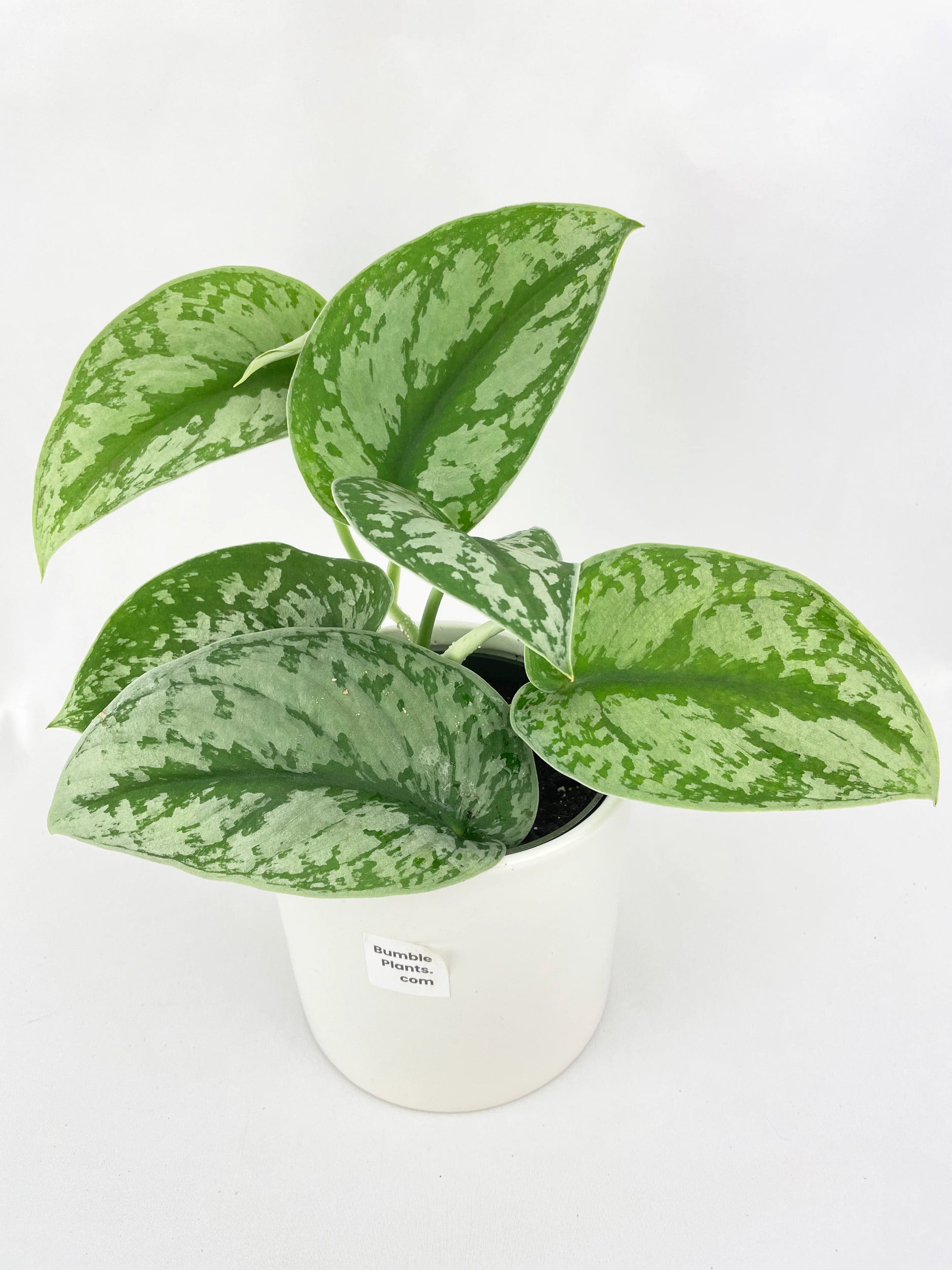 Scindapsus Pictus 'Exotica' Pothos