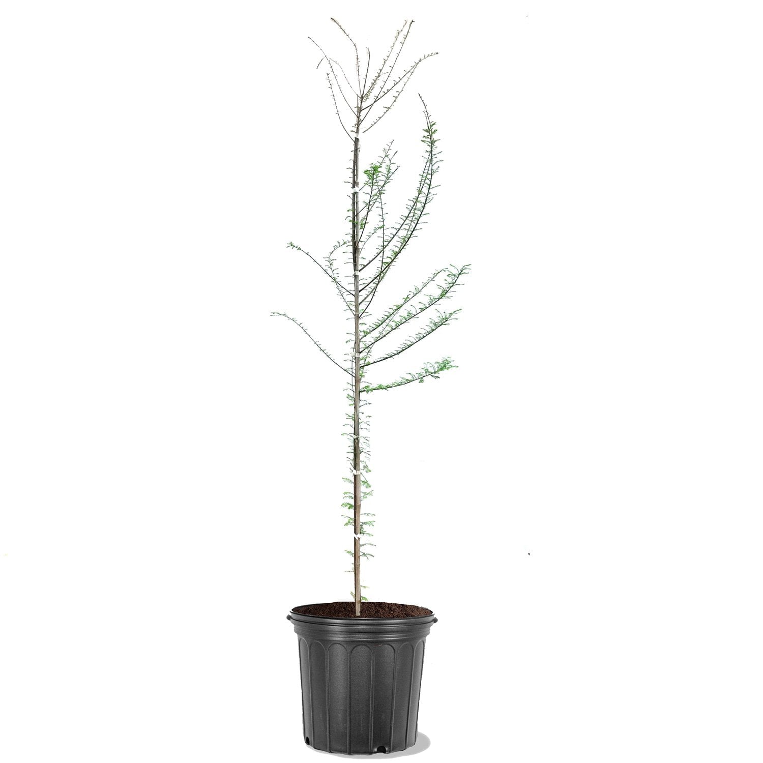 Simpson Nurseries 2' Bald Cypress Deciduous Tree Live Plant with Pot