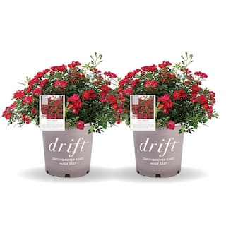 Drift 3 Gal. Red Drift Rose Bush with Red Flowers (2-Pack) THD00085