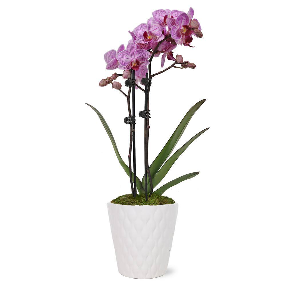 Just Add Ice Orchid (Phalaenopsis) Petite Pink Plant in 3 in. White Ceramic Pottery J5003