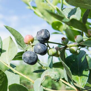 1 Gal. Cross Pollinating Blueberry Plants Pack (3-Pack) THD00613