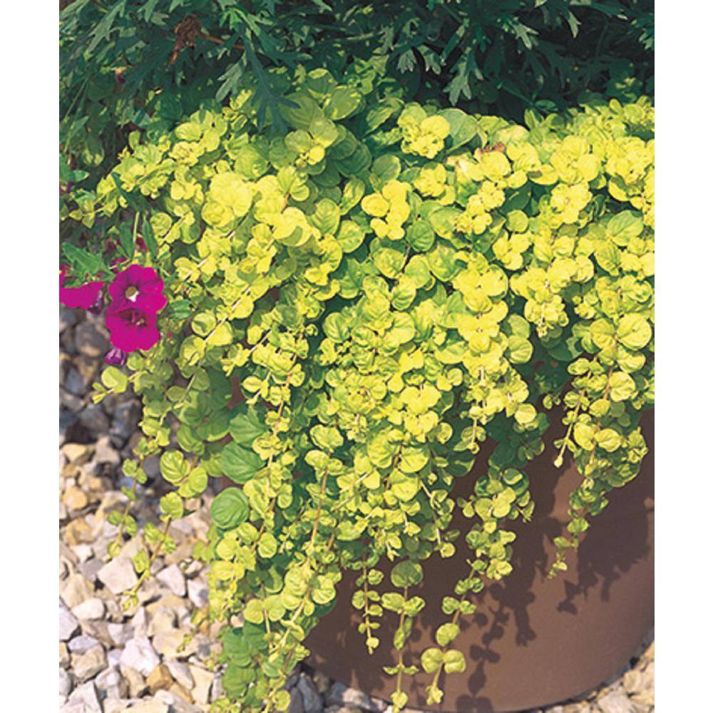 BELL NURSERY 4 in. Creeping Jenny Live Perennial Groundcover Plant (6-Pack) CJENN4GRE6PK