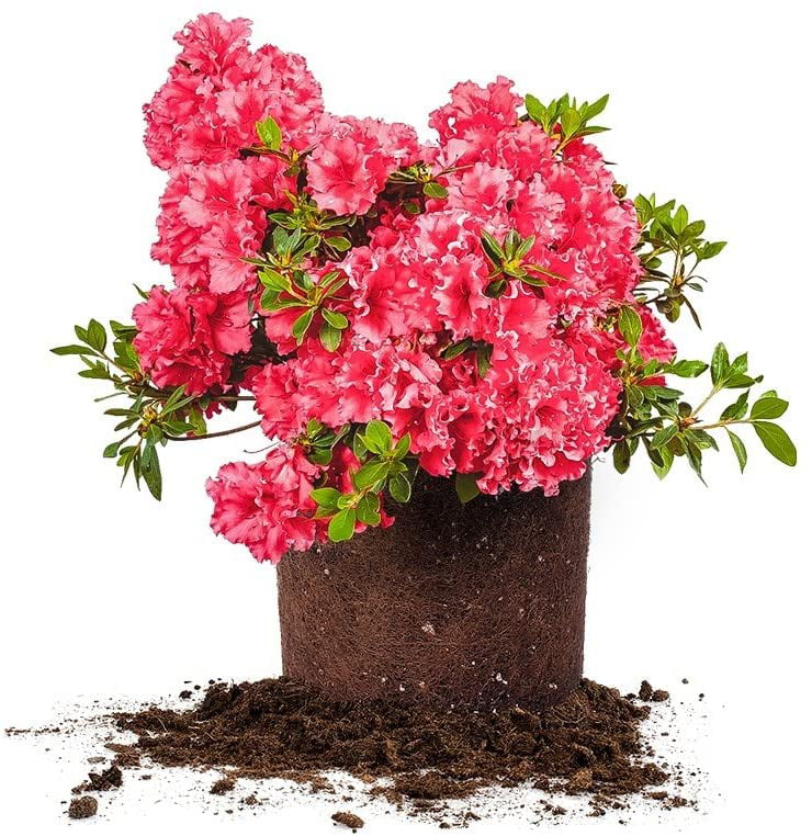 1 Gal. Red Ruffles Azalea Live Plant - Vibrant Red Blooms