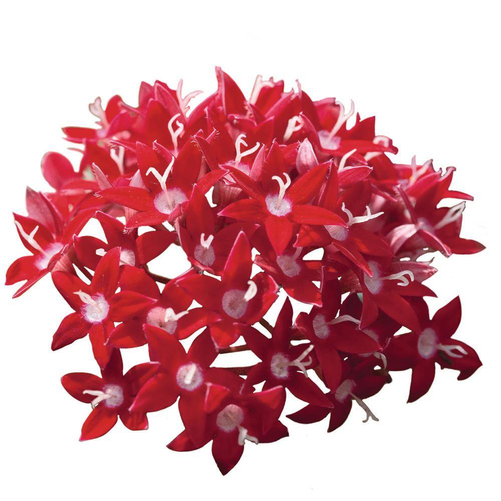 Costa Farms Bright Red Penta Outdoor Flowers in 1 Qt. Grower Pot Avg. Shipping Height 10 in. Tall (8-Pack) 4PENTBLBRRED8PK