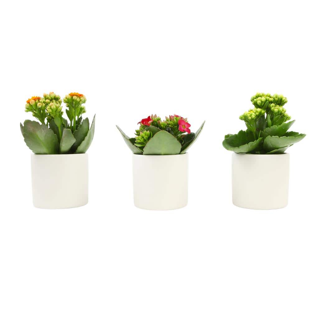 ALTMAN PLANTS 3-Pack 2.5 in. Kalanchoe Bloss Live Succulents in Assorted Colors with White Ceramic Pots 0872859