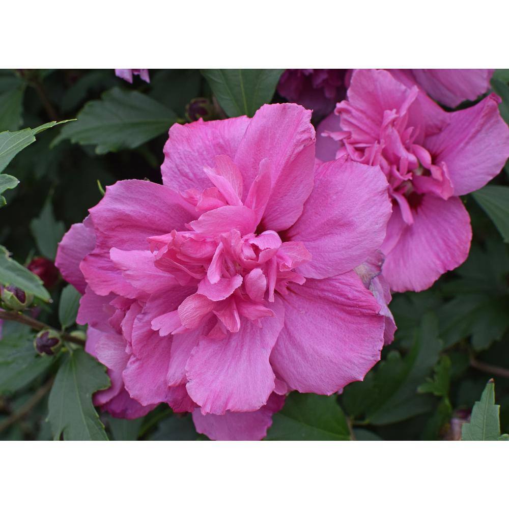 Online Orchards 1 Gal. Lucy Rose of Sharon Hibiscus Shrub Unique Ruffled Pink Flowers Among the Toughest Flowering Shrubs SBHB003