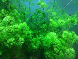 Cabomba Caroliniana Bunch Live Aquarium Plants BUY2 GET1 FREE