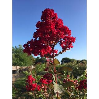 Garden Debut 3 Gal. Colorama Scarlet Crape Myrtle Flowering Deciduous Tree with Red Flowers CRMSCA03G