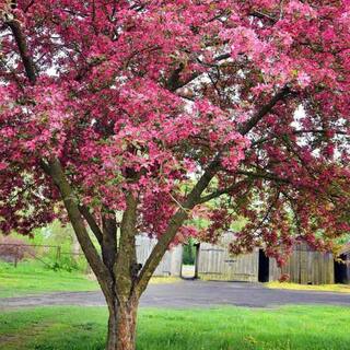 1 Gal. Summer Wonder Crabapple Tree CRASUM01G