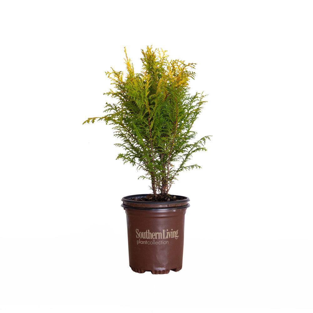SOUTHERN LIVING 2.5 qt. Night Light Chamecypris (False Cypress) Evergreen Shrub with Bright Yellow and Green Foliage 0858Q