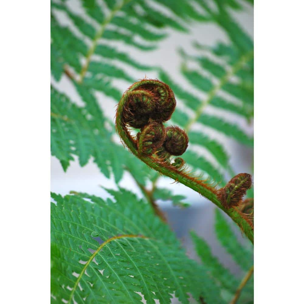 Wekiva Foliage Australian Tree Fern - Live Plant in a 10 in. Growers Pot - Sphaeropteris Cooperi - Tropical Fern for The Home and Gard VJ-071F-X3EL