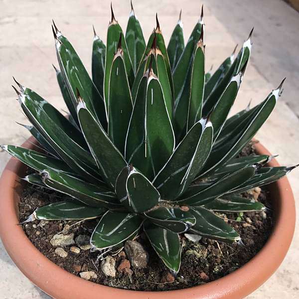 Agave Victoriae - Succulent Plant