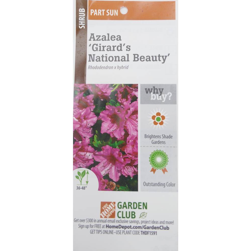 BELL NURSERY 1 Gal. National Beauty Azalea Live Flowering Evergreen Shrub Pink Flowers AZLEA1NAT1PK