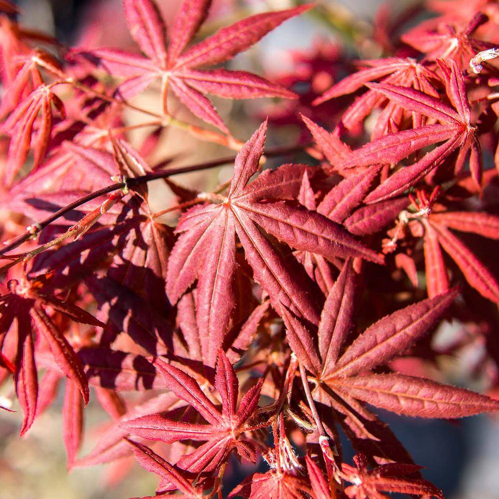 Perfect Plants Bloodgood Japanese Maple Tree in 1 Gal. Grower's Pot Vibrant Red Foliage THD00554