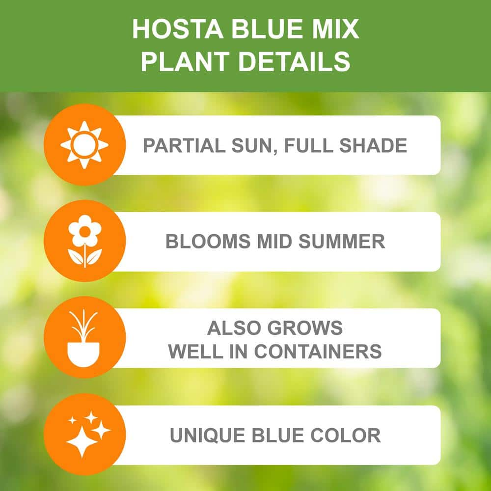 Garden State Bulb #1 Blue Mix Hosta Bulbs Bare Roots (Bag of 9) ECS-77-09-03