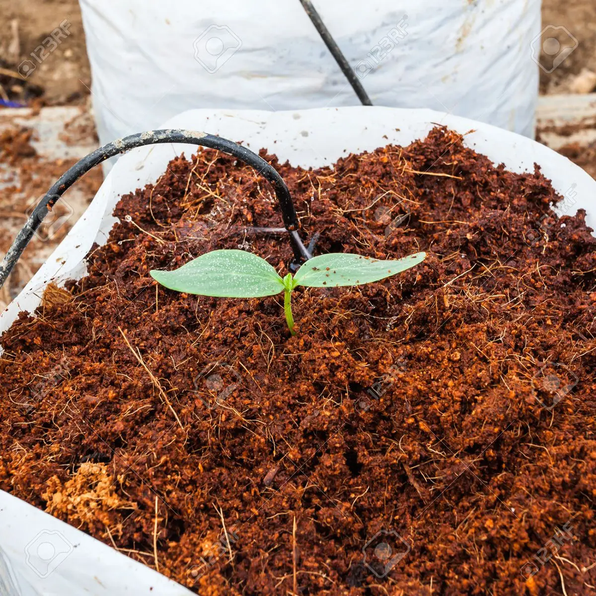 COCO PEAT GROW BAGS: A NATURAL SOLUTION FOR REDUCING WASTE