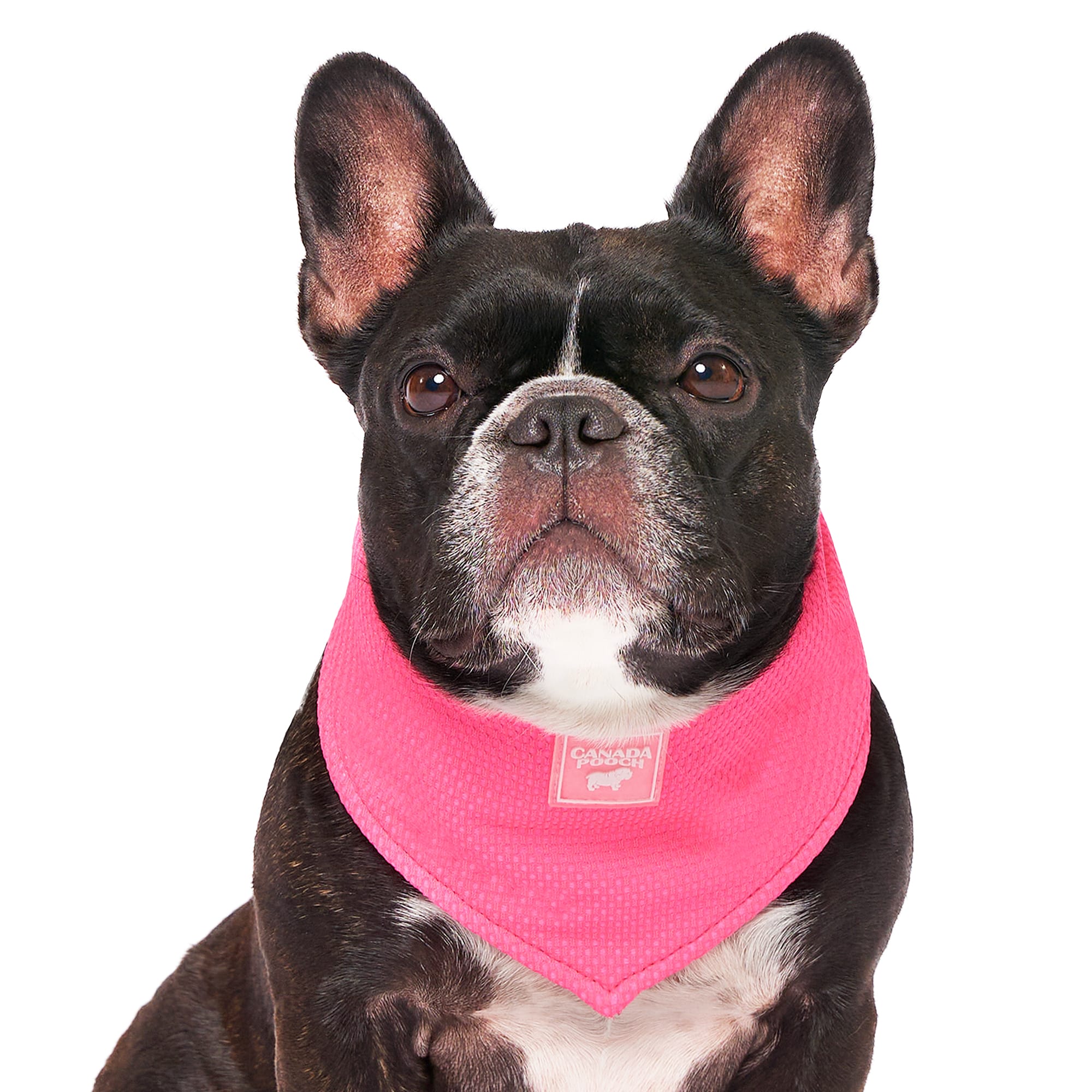 Canada Pooch Pink Chill Seeker Cooling Dog Bandana， Small