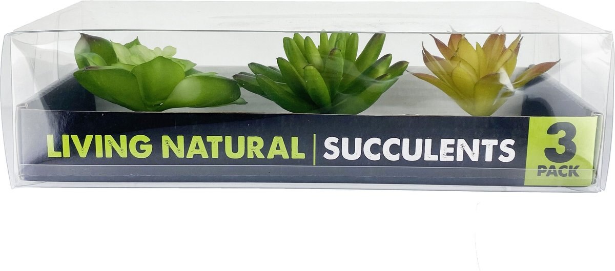 Komodo Succulent Aquarium Plant， 3-in， 3 count