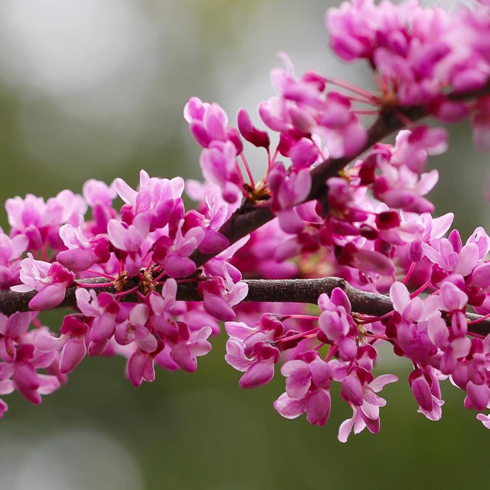 5 Gal. Eastern Redbud Tree with Pink Blossoms REDBUD05G